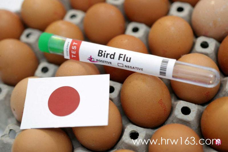 2023-11-25T060830Z1982706171RC22BZ96HML0RTRMADP3HEALTH-BIRDFLU-JAPAN_0.jpg