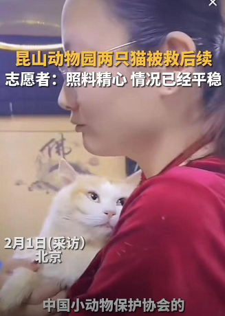 千里运猫，筹款近三百万，中国小动物协会遭到央媒三问